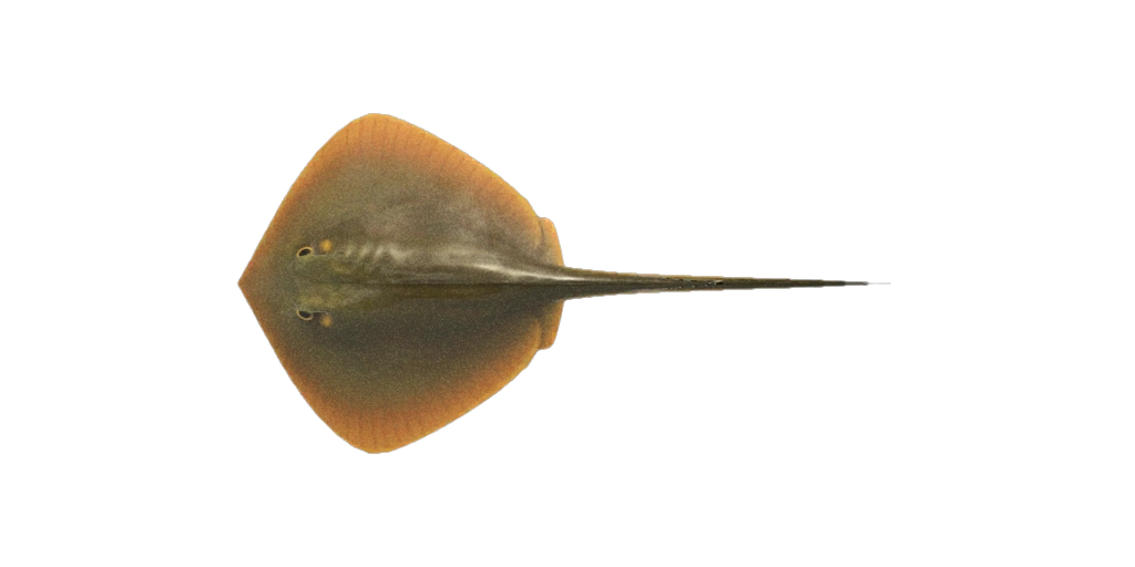 Une raie Ã  pÃªcher dans Animal Crossing New Horizons.