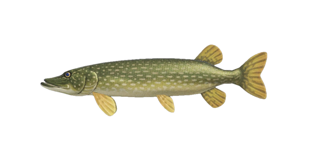 Le brochet, un poisson qui apparaît en mars dans l'hémisphère sud. Le brochet, un poisson qui apparaît en mars dans l'hémisphère sud.