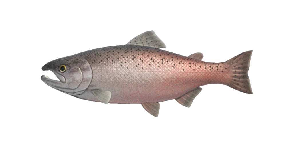 ModÃ¨le de poisson saumon roi dans Animal Crossing New Horizons.