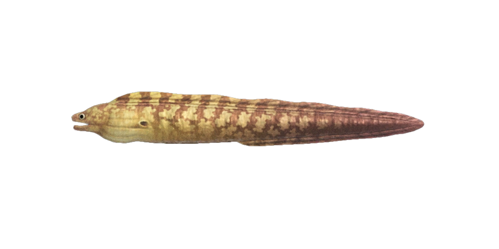 Une murène dans Animal Crossing New Horizons. Une murène dans Animal Crossing New Horizons.