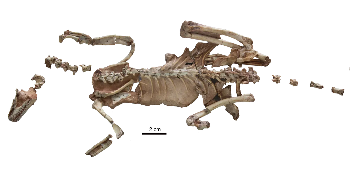 Fossile du dinosaure Alnashetri cerropoliciensis Fossile du dinosaure Alnashetri cerropoliciensis