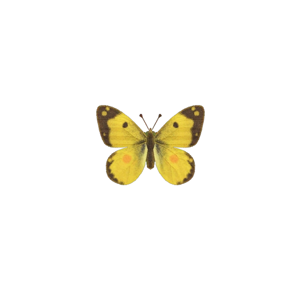 Un papillon citrin, l'un des insectes dans Animal Crossing New Horizons. Un papillon citrin, l'un des insectes dans Animal Crossing New Horizons.