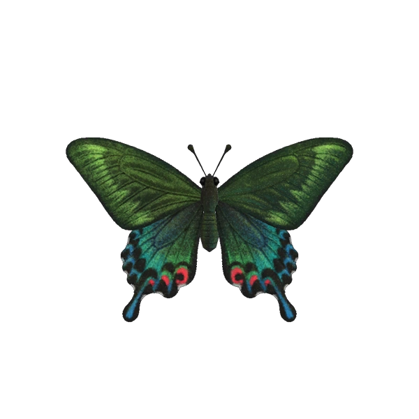 Un papilio bianor dans Animal Crossing New Horizons.