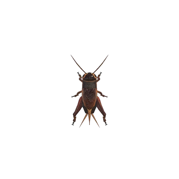 Le grillon des prés est dans ACNH sur Nintendo Switch 2. Le grillon des prés est dans ACNH sur Nintendo Switch 2.