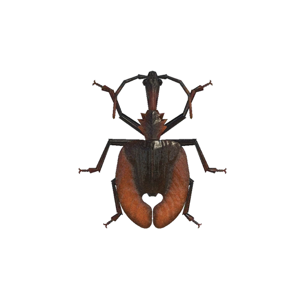 Un mormolyce parmi les insectes d'Animal Crossing sur Nintendo Switch 2. Un mormolyce parmi les insectes d'Animal Crossing sur Nintendo Switch 2.