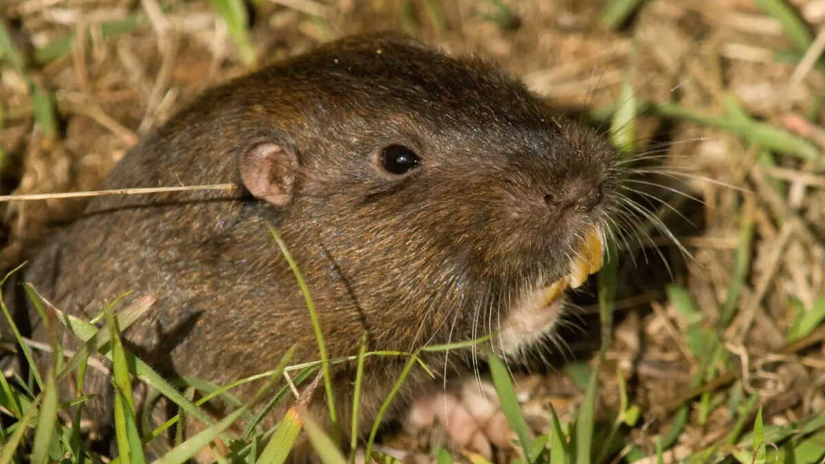 Un rongeur sur le volcan du mont St Helens. Un rongeur sur le volcan du mont St Helens.