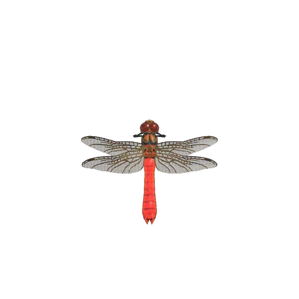 Sympetrum dans Animal Crossing New Horizons. Sympetrum dans Animal Crossing New Horizons.