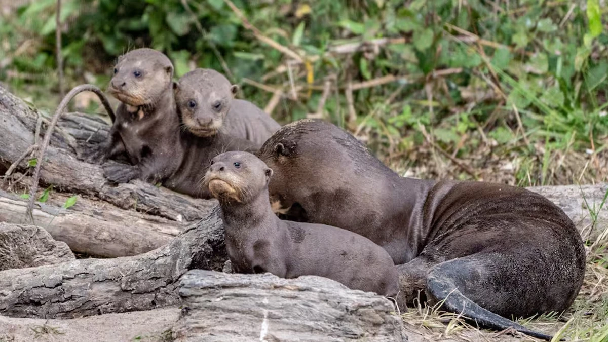 En argentine, une famille de loutres géantes. En argentine, une famille de loutres géantes.