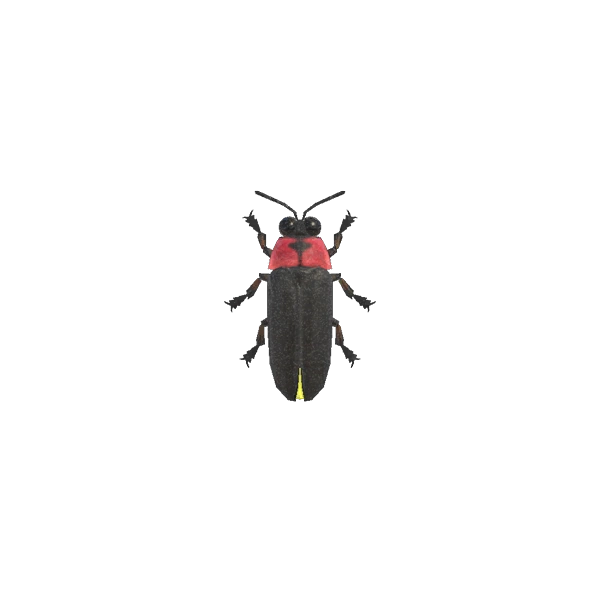 Une luciole dans Animal Crossing New Horizons.