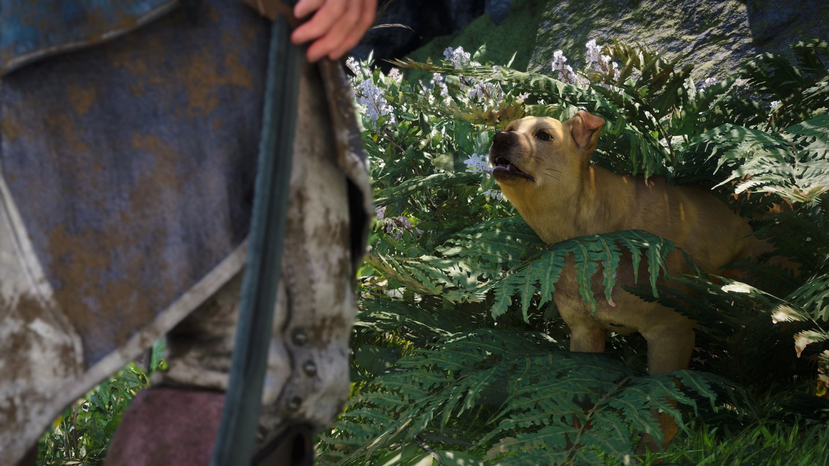 Assassin's Creed Black Flag Resynced ajoute un chien perdu Ã  sauver avec la mise Ã  jour 1.0.7.