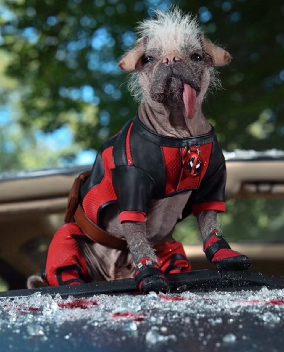 premiÃ¨re image dogpool deadpool 3