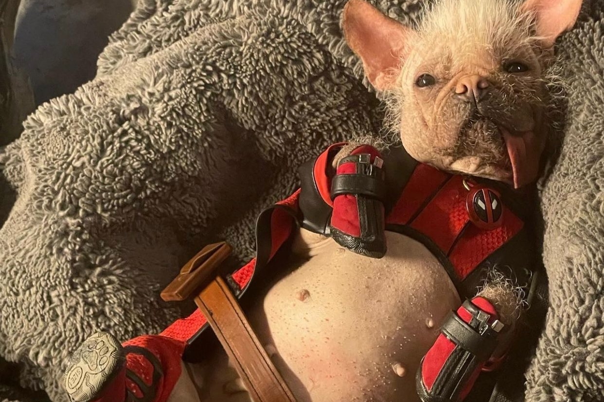 dogpool deadpool 3 dogpool deadpool 3