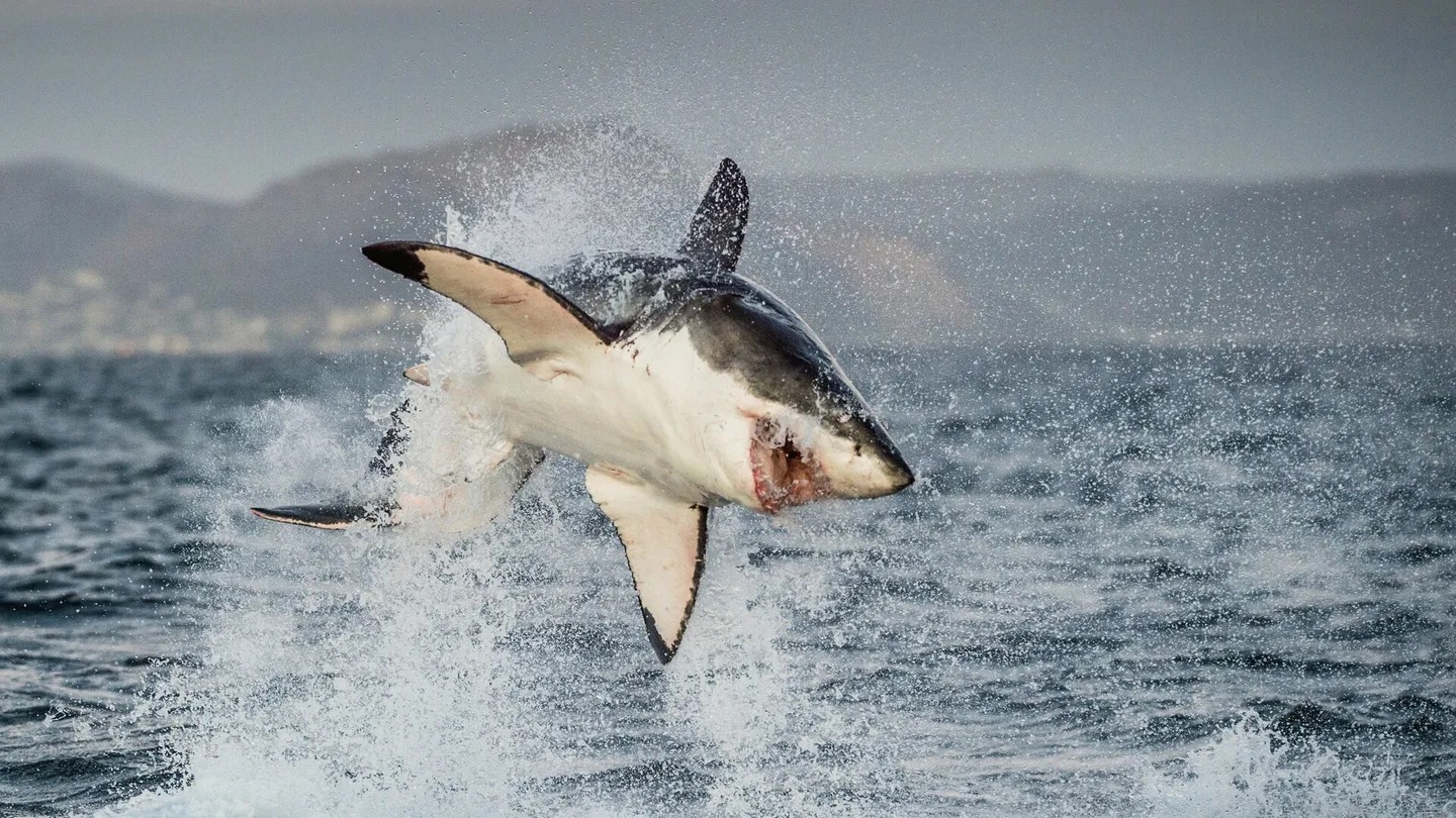Requins Ã  l'Ã¨re des dinosaures HBO