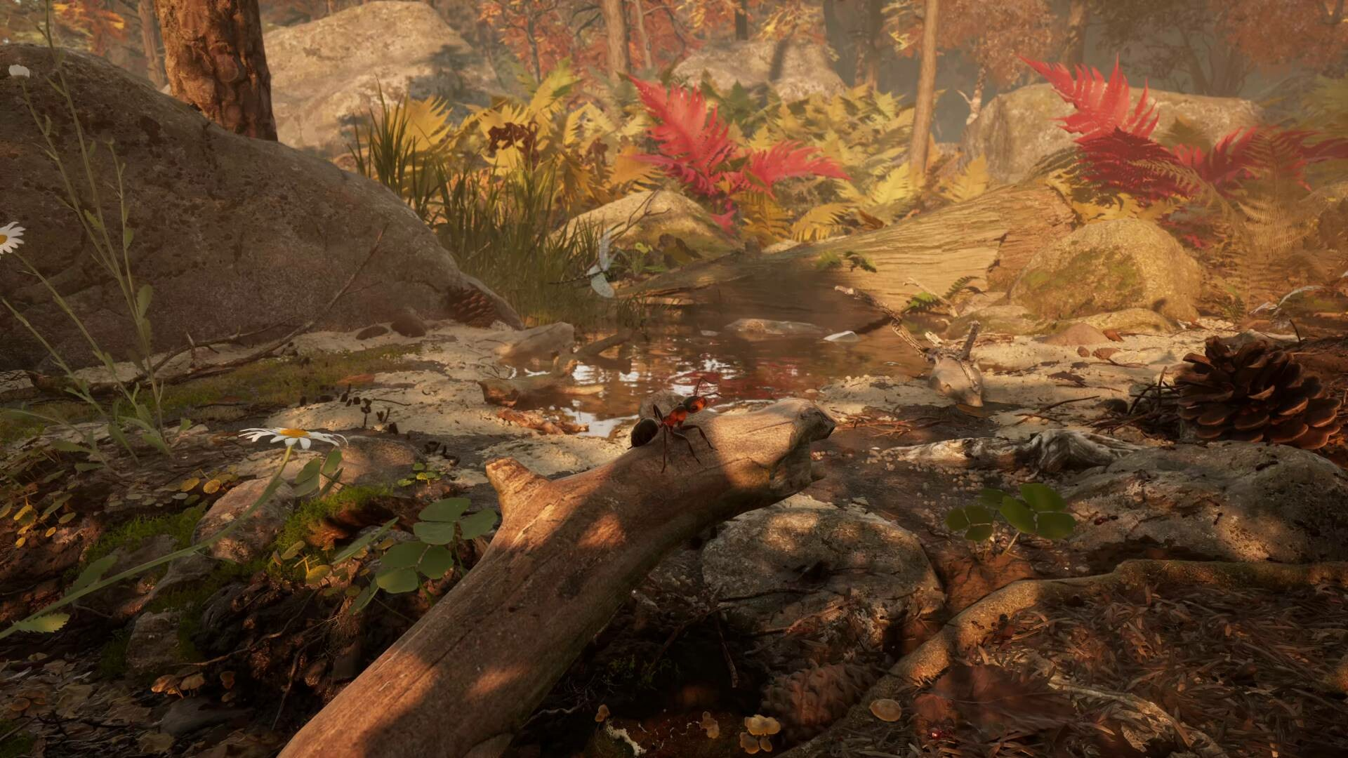 Les Fourmis Les Fourmis