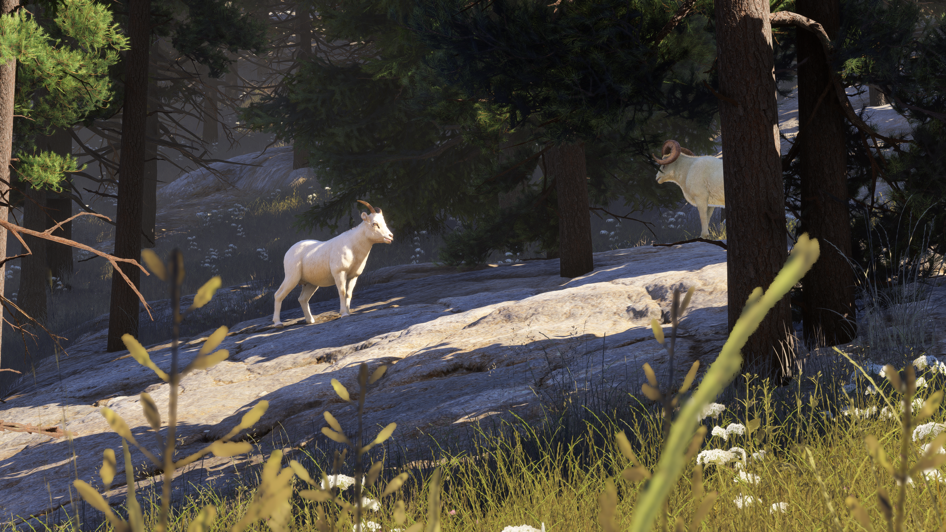 Flight Simulator 2024 Flight Simulator 2024