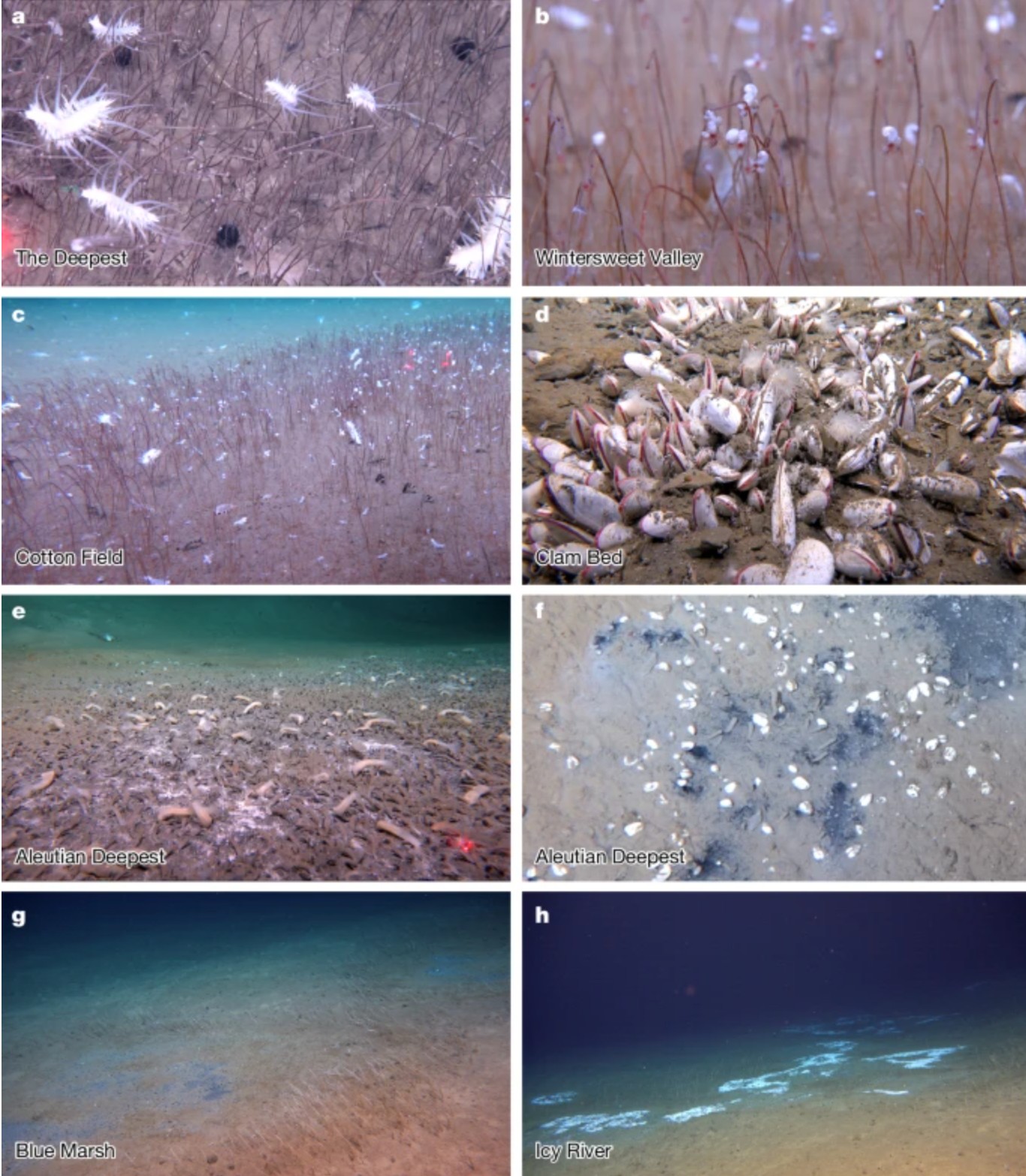 Des chercheurs chinois tombent sur l'inimaginable Ã  10 km de profondeur