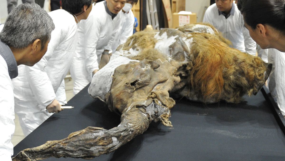 Mammouth Laineux Scientifiques Mammouth Laineux Scientifiques