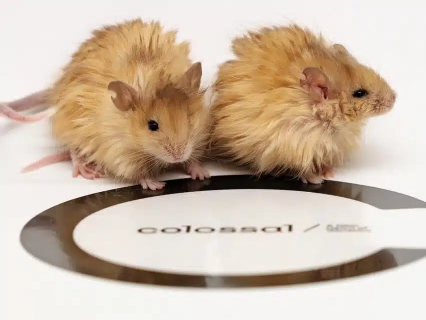 Souris Laineuses Souris Laineuses