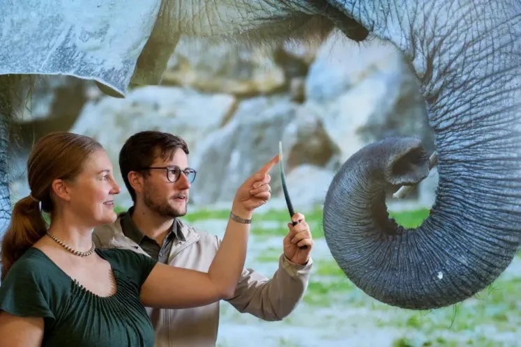 Vibrisse Trompe Elephant Vibrisse Trompe Elephant