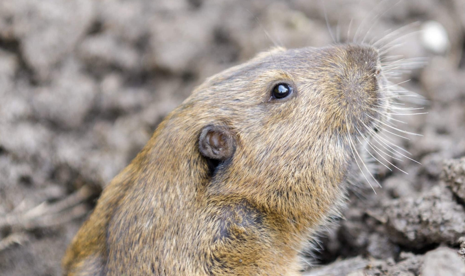 Les scientifiques lÃ¢chent des gaufres aprÃ¨s une Ã©ruption volcanique massive