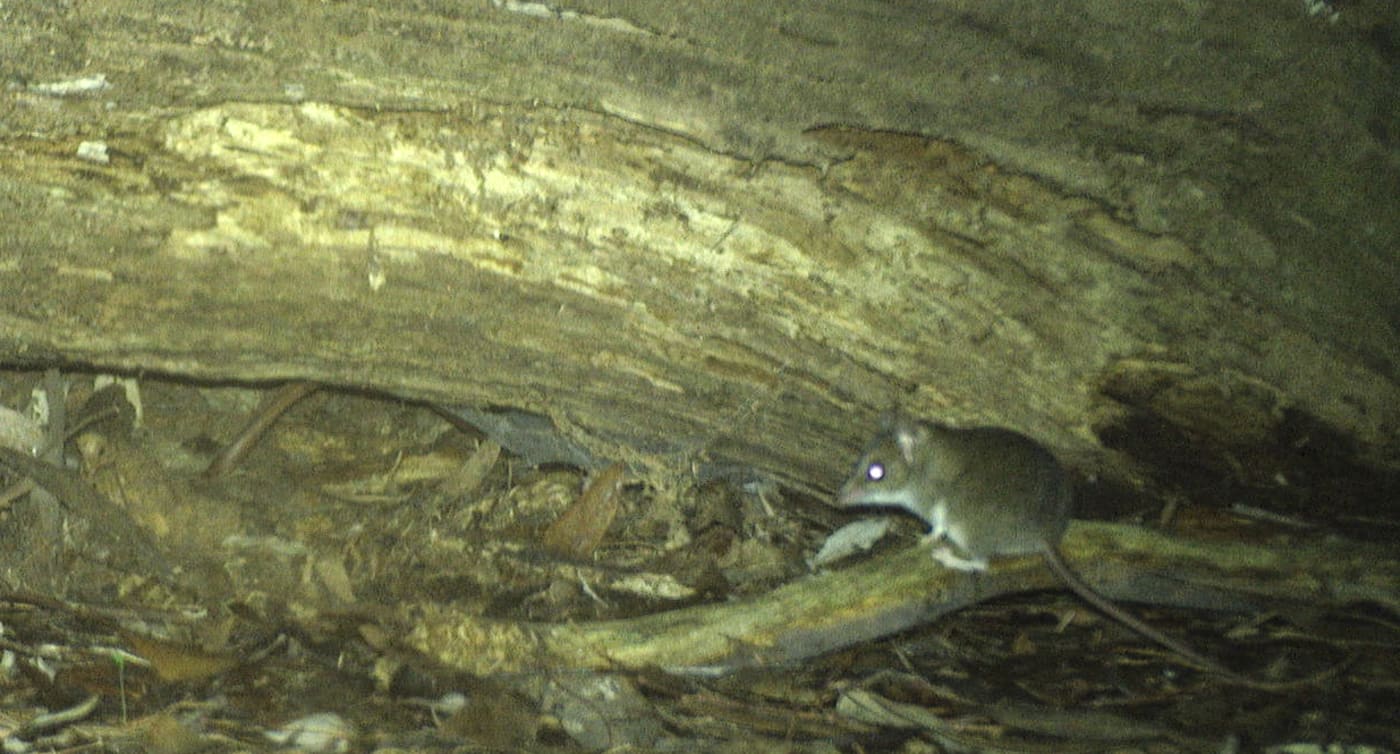 Tasmanie Etude Camera Souris