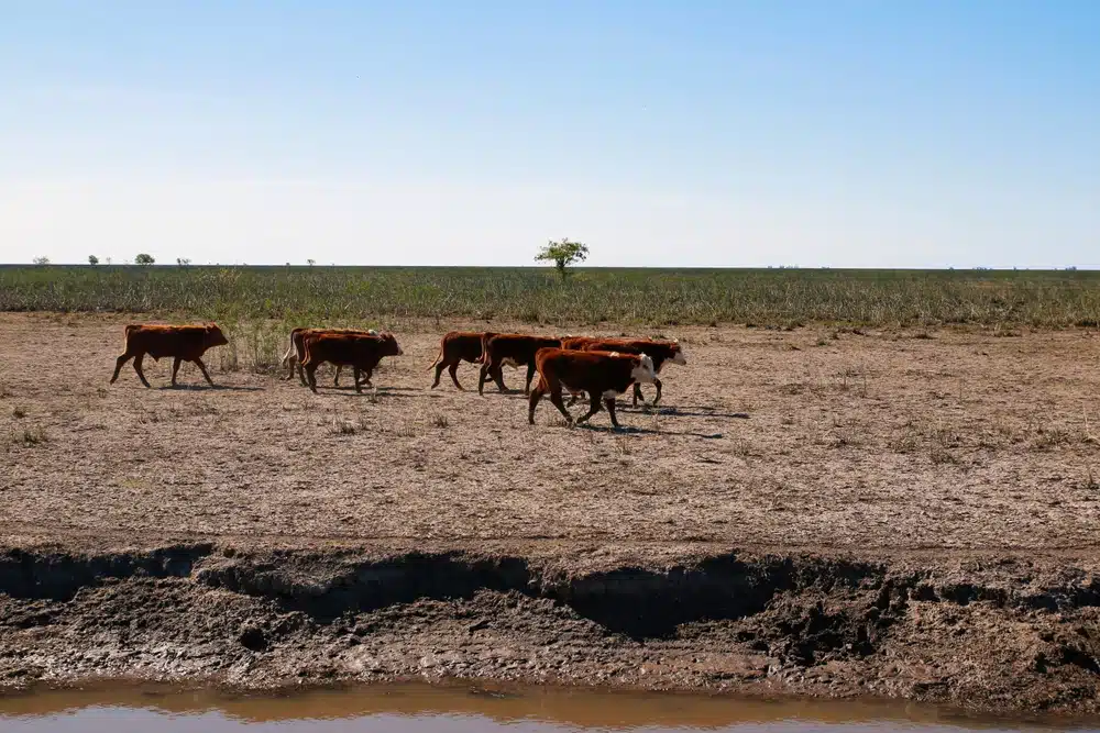 vaches sauvages sur une ile isolée vaches sauvages sur une ile isolée