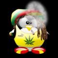 DCashe