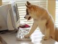 Balto