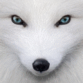 Foxman