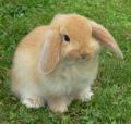 Caerbannog