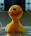 canard-sucrey