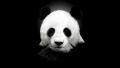 Captain Panda