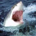 bloodshark