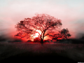 Elarbol