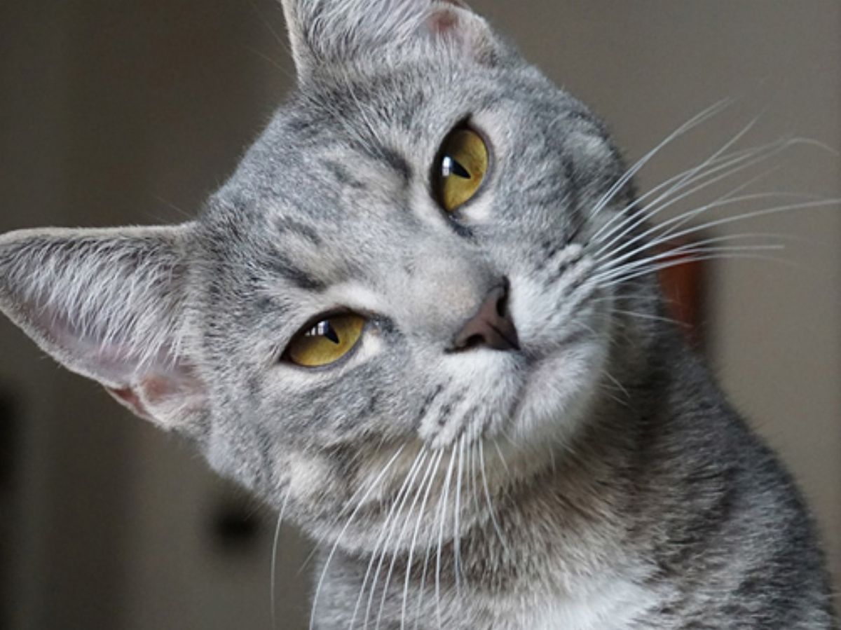 L Image Du Jour Une Protection Clavier Anti Chat Relou L Image Du Jour Une Protection Clavier Anti Chat Relou