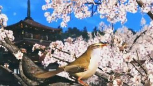 La Nature dans le Jeu Vidéo