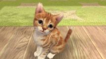 Nintendogs + cats sur 3DS : les chats en images !