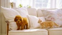 nintendogs + cats sur 3DS en nouvelles images plates
