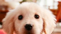 nintendogs + cats : les races de chiens disponibles