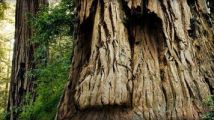 L'image du jour : l'Arbre Mojo de Zelda... en vrai !