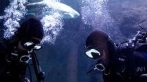 Des requins gardent la première Xbox One a être lancée dans le monde