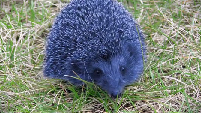 VIDÉO. Découvrez l'amusante présentation de SEGA pour le DLC de Sonic : Lost World