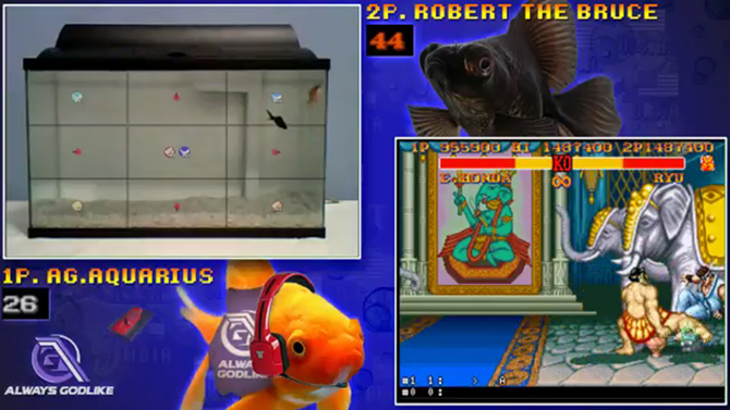 Quand des poissons jouent à Street Fighter II Turbo en LIVE