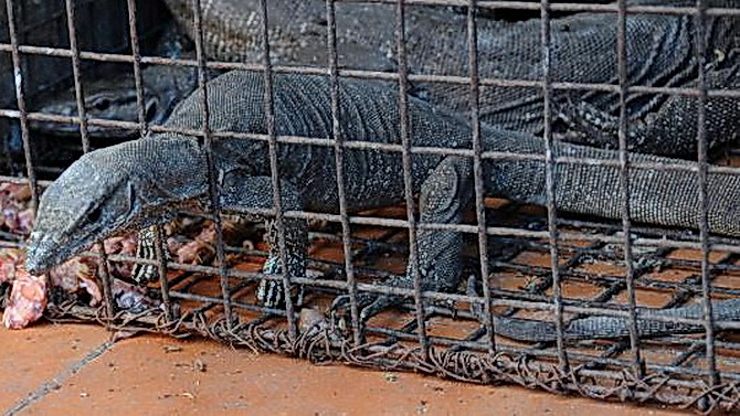 Attaques PSN et Xbox Live : un membre de LizardSquad arrêté au Royaume-Uni