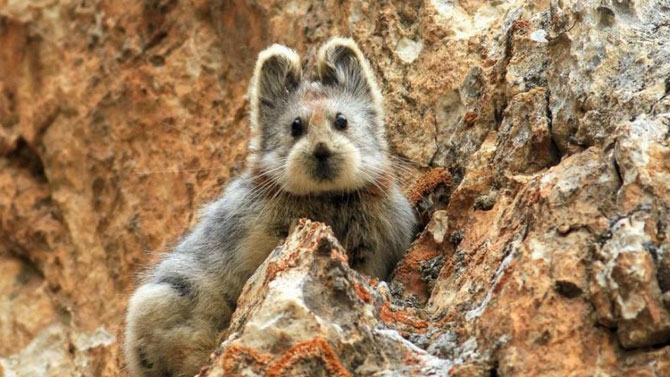 Non, cet animal n'a pas inspiré Pikachu !