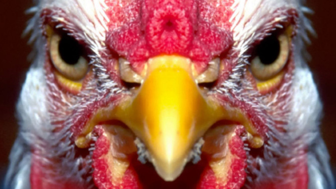 L'image du jour : Link est mort