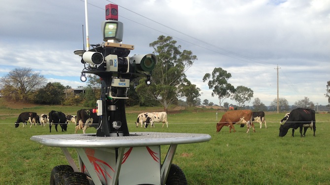 Australie : Des robots créés pour garder des vaches, la vidéo