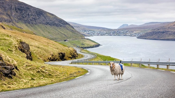 Les îles Féroé se servent de moutons pour créer leur Google Street View