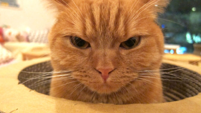 L'image du jour : Un arbre à chat Mario