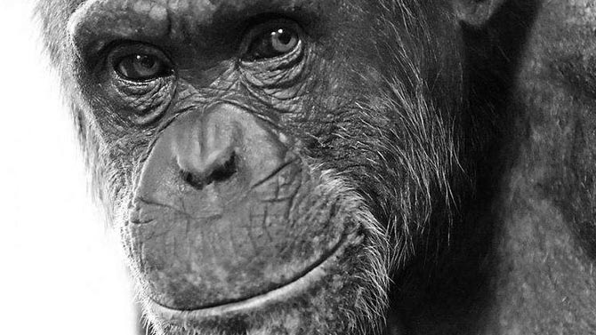 L'image du jour : Les réactions d'un chimpanzé qui teste la réalité virtuelle